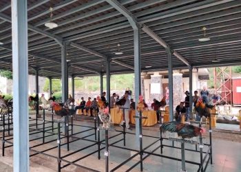 Hiruk Pikuk Suara Ayam Kukuak Balenggek Meriahkan Sawahlunto Robotikwi Cup IV