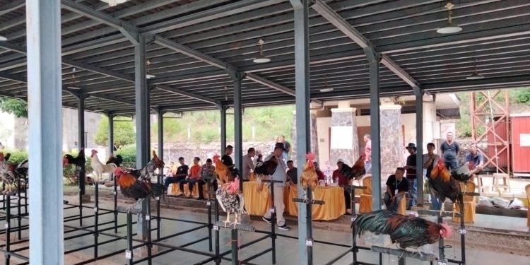 Hiruk Pikuk Suara Ayam Kukuak Balenggek Meriahkan Sawahlunto Robotikwi Cup IV