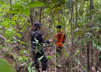 Tiga Warga Natuna Hilang di Hutan Saat Cari Gaharu, Tim SAR Diterjunkan