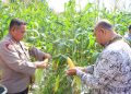 Panen 12000 Tongkol Jagung Kapolres Natuna Dukung Kemandirian Pangan Wilayah Perbatasan