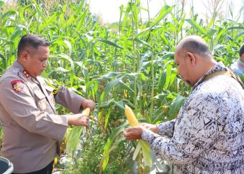 Panen 12000 Tongkol Jagung Kapolres Natuna Dukung Kemandirian Pangan Wilayah Perbatasan