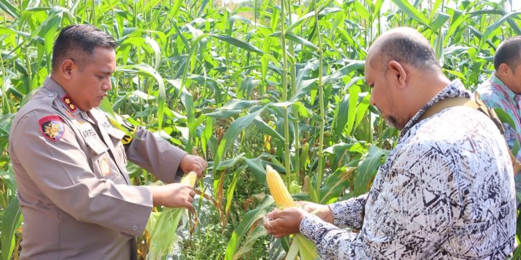Panen 12000 Tongkol Jagung Kapolres Natuna Dukung Kemandirian Pangan Wilayah Perbatasan