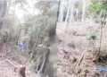 Lahan Hutan di Batang Anai Diduga Digarap Jadi Perkebunan Kopi Pelanggaran Aturan?