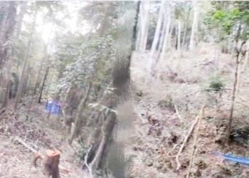 Lahan Hutan di Batang Anai Diduga Digarap Jadi Perkebunan Kopi Pelanggaran Aturan?