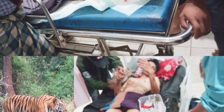 Ayah dan Anak Diserang Harimau di Solsel