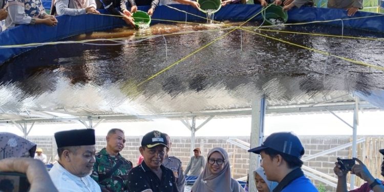 Lele Bioflok Ditebar, Peluncuran Budidaya Tematik KDMP Pokaan Resmi